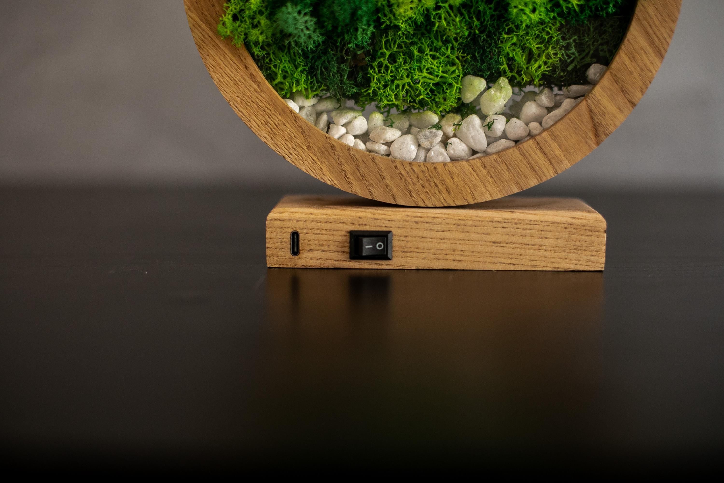 Round Wood Moss Lamp | Botanical Night Light