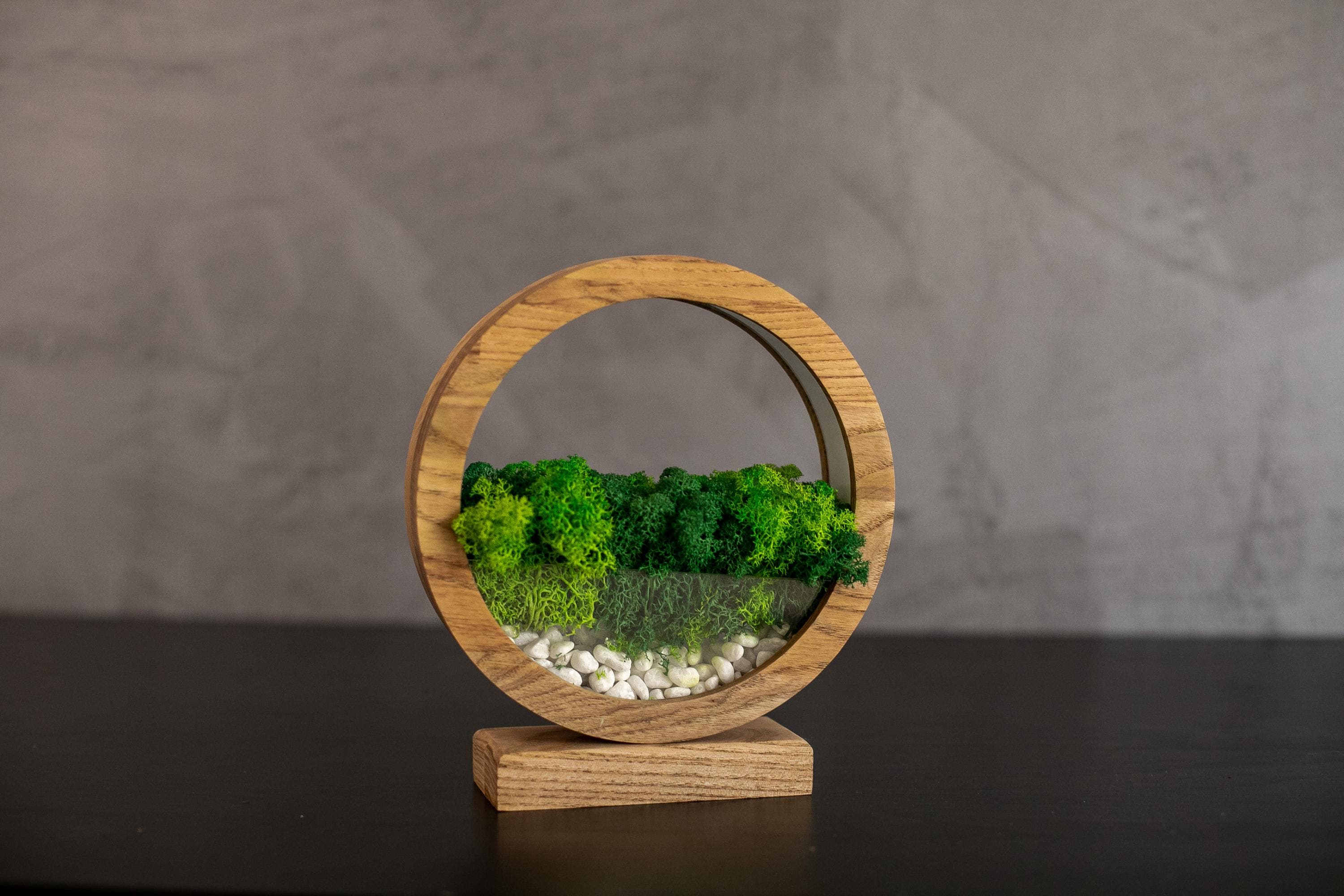 Round Wood Moss Lamp | Botanical Night Light