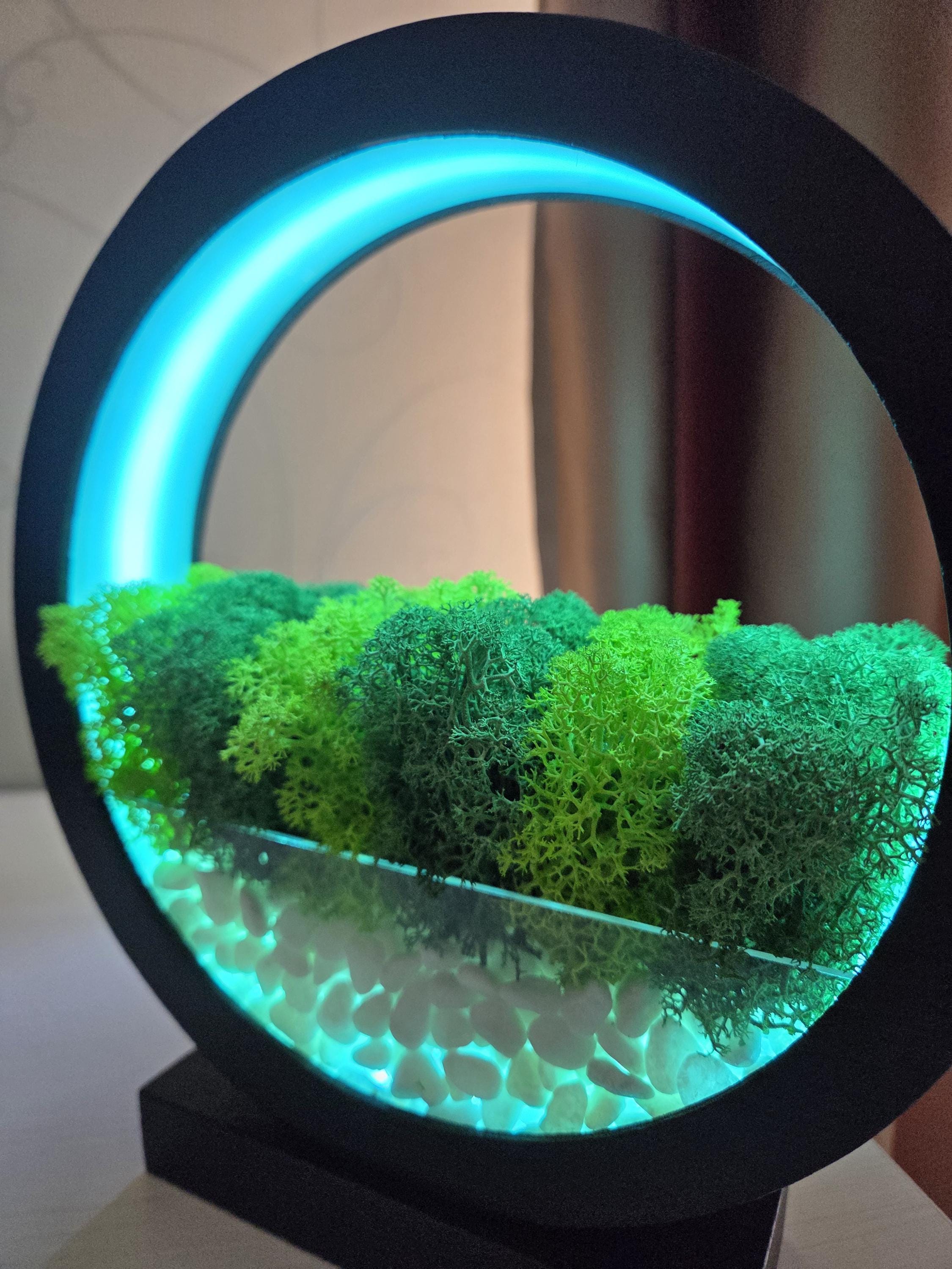 Moss Terrarium Lamp, Blue LED Wood Circle Light, Biophilic Botanical Decor, Zen Nightlight